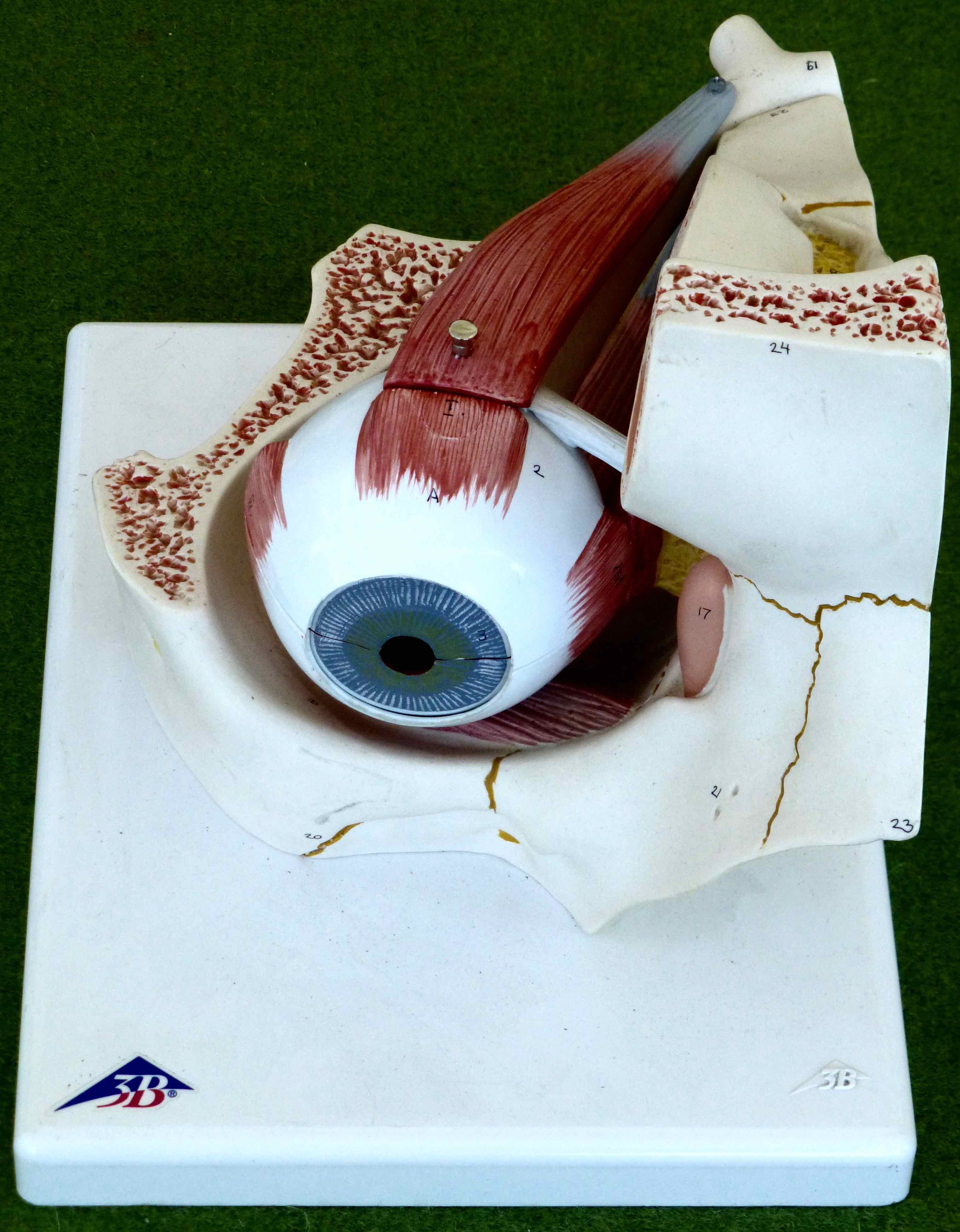 Anatomisches Modell Auge